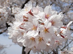 ソメイヨシノアップ