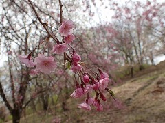 花の森5ヤエベニシダレ