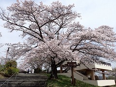 公園入口のソメイヨシノ満開