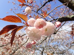 バイゴジジュズカケザクラ