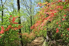ヤマツツジ見ごろ