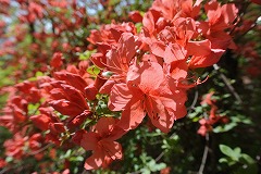 ヤマツツジの花