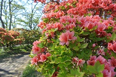 入口付近のツツジ