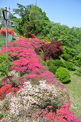 色とりどりのツツジ