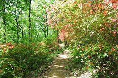 見ごろを迎えたツツジ園地の様子