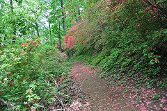 花びらのツツジ園