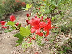 ツツジ咲き始め