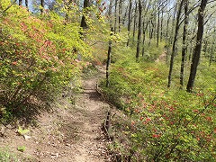 ツツジ全体的にはまだつぼみ多い