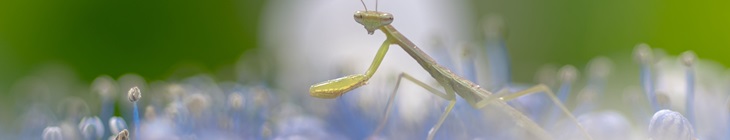 フォトコンテスト作品,「梅雨散歩」